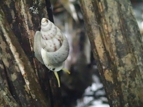 Drymaeus expansus