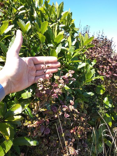 Austropuccinia psidii image