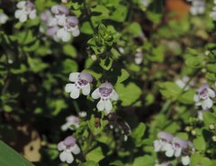Clinopodium brownei