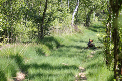 Vulpes vulpes vulpes