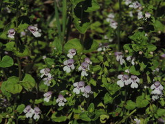 Clinopodium brownei
