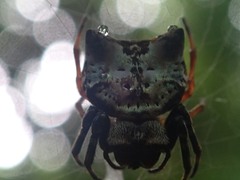 Aspidolasius branicki