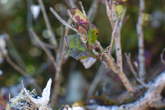 Austropuccinia psidii image