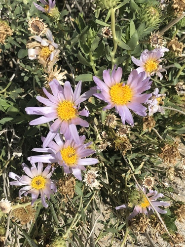 Xylorhiza orcuttii (Vasey & Rose) Greene