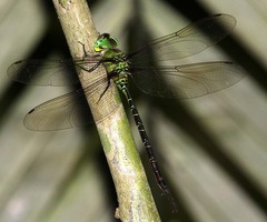 Gynacantha basiguttata