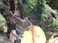 Allobates insperatus