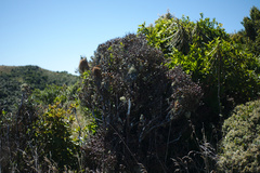 Austropuccinia psidii image