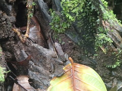 Allobates insperatus