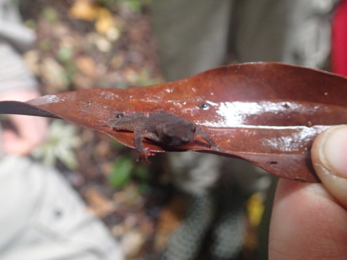 Amazophrynella siona