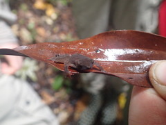 Siona Amazonian Toadlet photo 4
