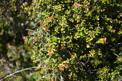 Austropuccinia psidii image
