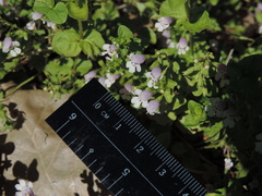Clinopodium brownei