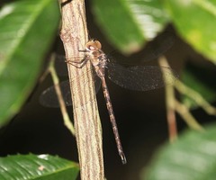 Gynacantha subinterrupta