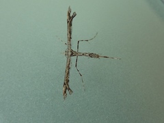 Amblyptilia