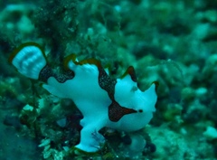 Antennarius maculatus