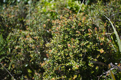 Austropuccinia psidii image