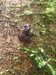 Pristimantis diadematus