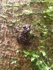 Pristimantis diadematus