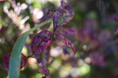 Austropuccinia psidii image