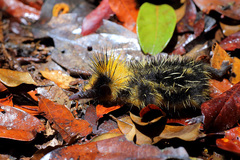 Hemicentetes semispinosus