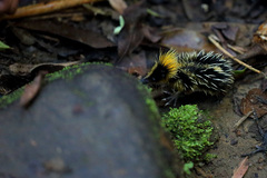 Hemicentetes semispinosus