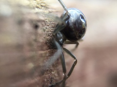 Steatoda grossa