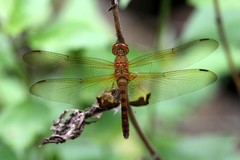 Hydrobasileus croceus