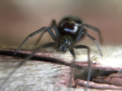 Steatoda grossa