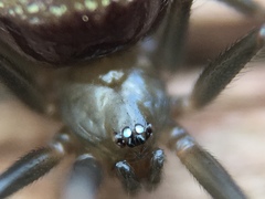 Steatoda grossa