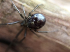 Steatoda grossa