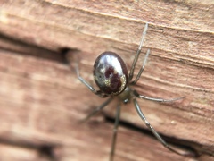 Steatoda grossa