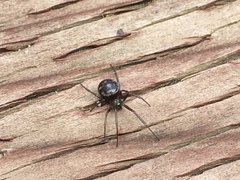 Steatoda grossa