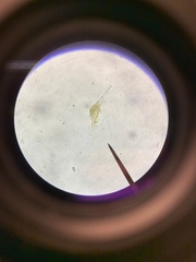 Miozoa