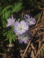 Phacelia purshii