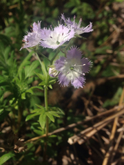 Phacelia purshii
