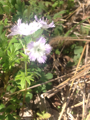 Phacelia purshii