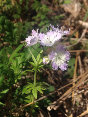 Phacelia purshii
