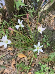 Zephyranthes atamasco