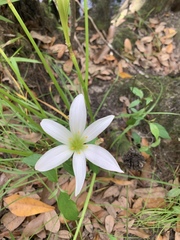 Zephyranthes atamasco