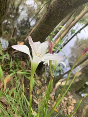Zephyranthes atamasco