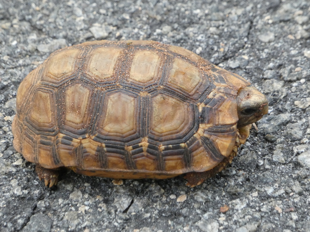 Western hinge-back tortoise from Alkaleri, Bauchi, Nigeria on September ...