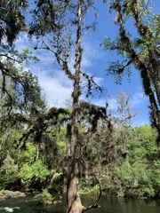 Taxodium distichum image