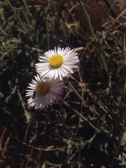 Erigeron pubescens