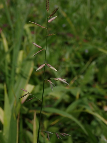 Image of Eragrostis cumingii by (c) chiuluan, some rights reserved (CC BY)