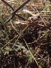 Erigeron pubescens