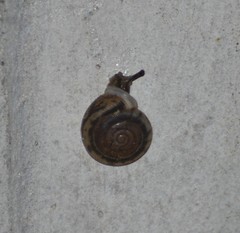 Polygyra