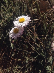 Erigeron pubescens