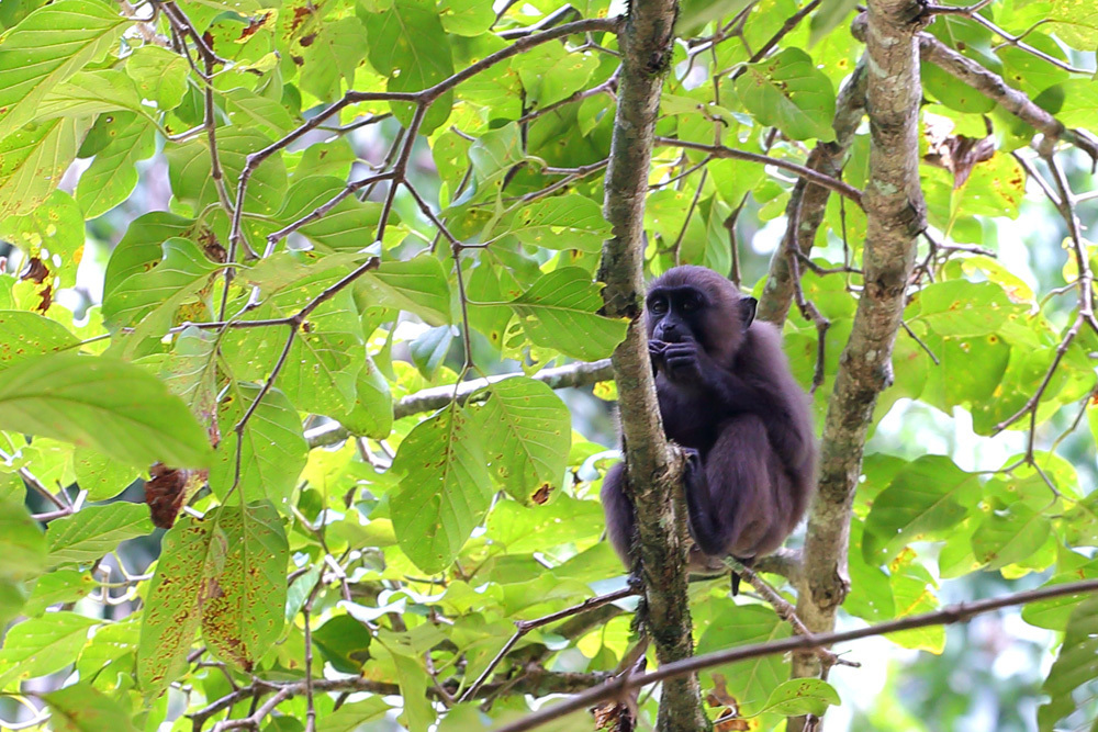 Moor Macaque