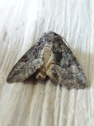 Straw Underwing photo 4