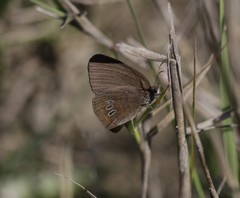 Neonympha areolatus